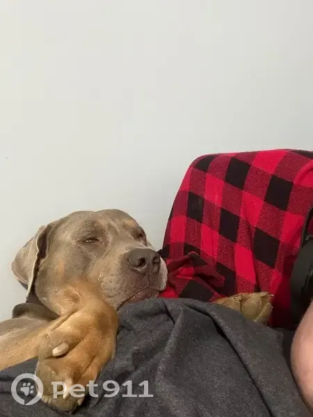 Lost Tan Dog Near Blankenship Narrell - photo