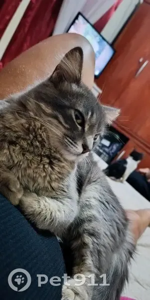 Gato desaparecido - photo