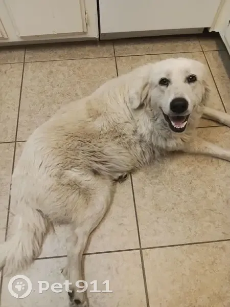 Sweet Found Dog in McCormick Ranch Area - photo