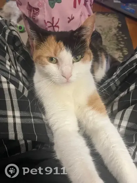 Help Find Our Unique Black & Orange Cat! - photo