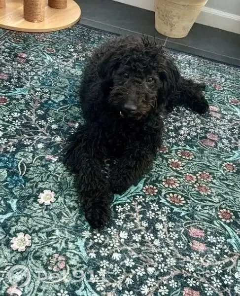 Lost Black Doodle Puppy on Holly St - photo