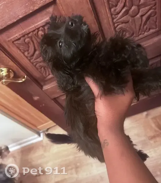 Lost Dog Bella: Black with Pink Collar - photo