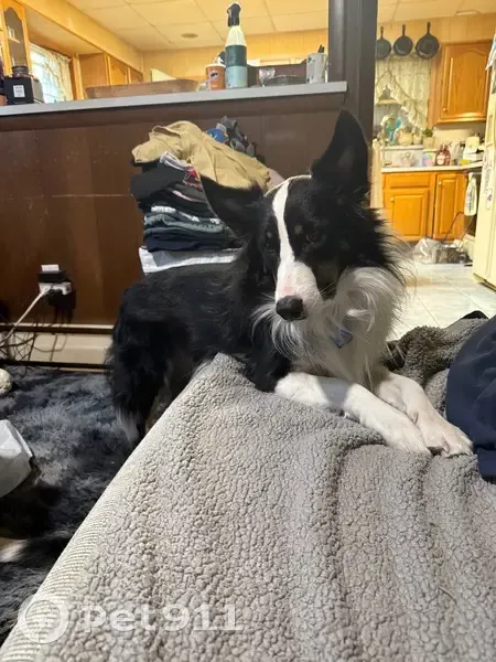 Lost Dog: Blue Collar, Chipped, Tamaqua - photo