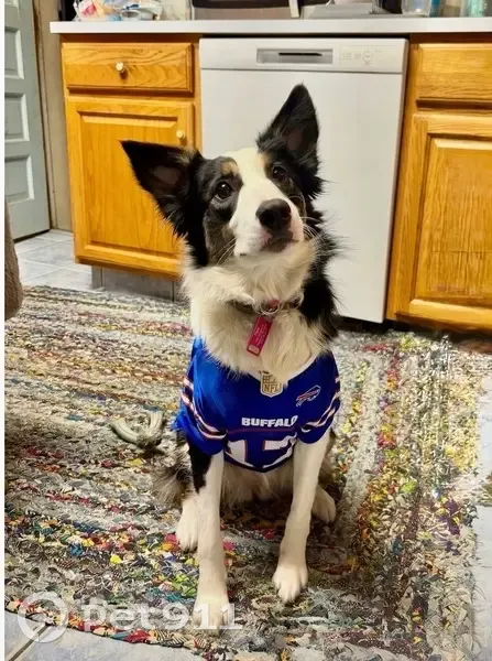 Lost Dog: Pink Collar, Tamaqua Area - photo