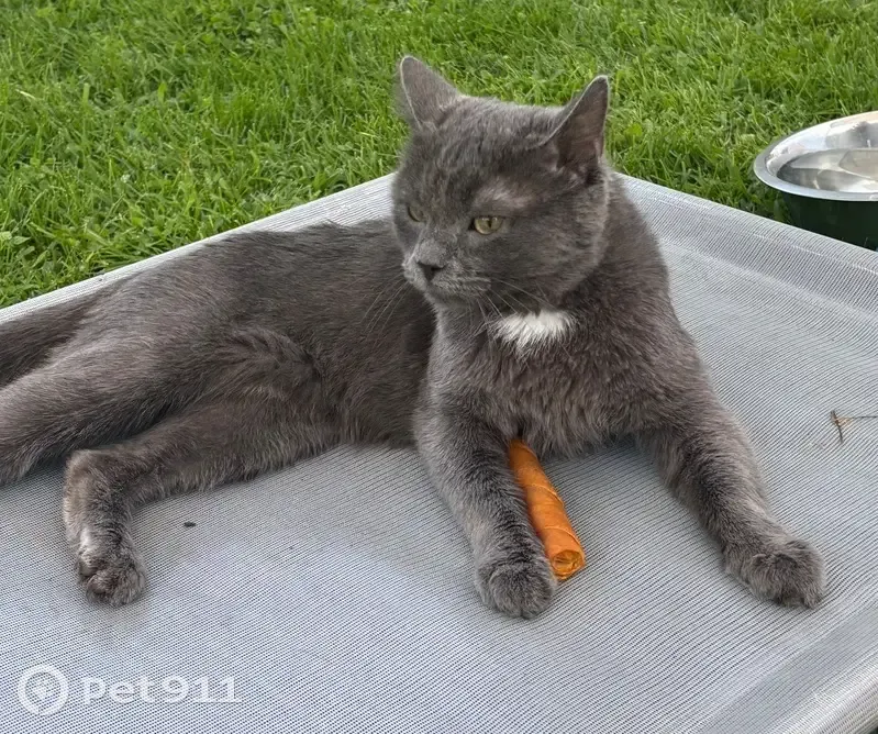 Lost Grey Cat: Friendly & Affectionate - photo