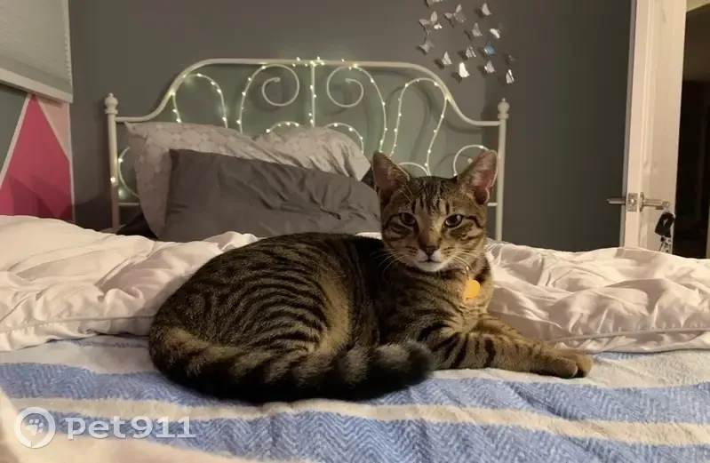 Lost Brown Tabby on Hamlet Rd, Levittown - photo