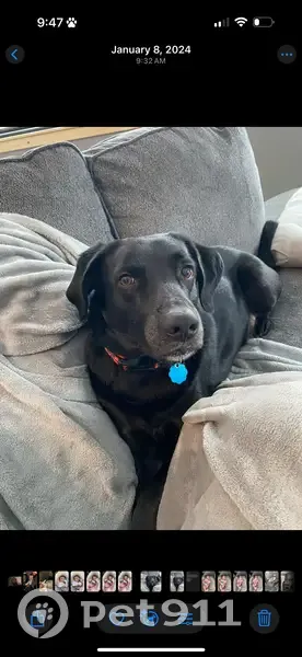 Lost Black Lab: Help Bring Him Home - photo