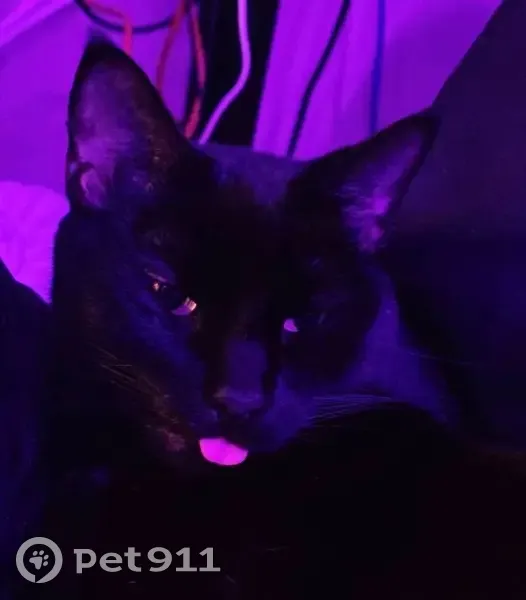 Lost Black Cat: Green Eyes, Crooked Tail - photo