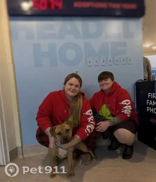 Lost Dog: Shy Tan Pup on Goulding St. - photo