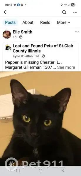 Chester Cat's Tail Theft Mystery - photo