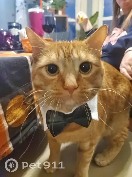 Lost Shy Cat: 4th St, East Providence - photo