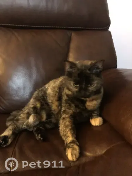 Lost Tortoiseshell Cat Near Anderson Lake - photo