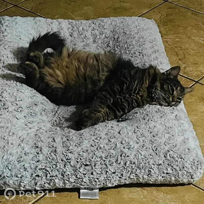 Lost Friendly Tabby Charlie - Royal Palm - photo