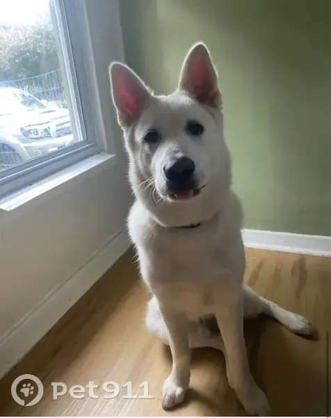 Lost White German Shepherd: 'Gambi' - photo