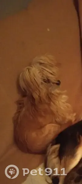 Perro perdido: pequeña canela en Carcagente - photo