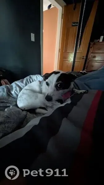 Lost Dog: White Chihuahua-Dachshund Mix - photo