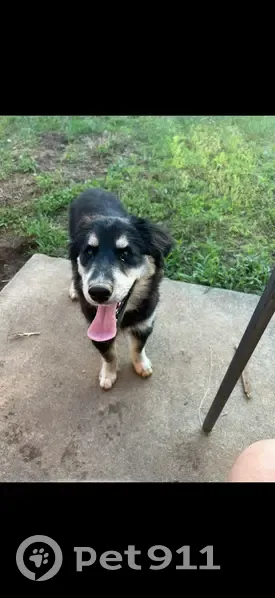 Help Find Sable Mae: Lost Goberian Dog - photo