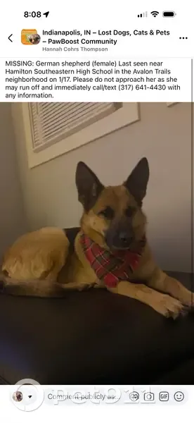 Lost German Shepherd: Help Us Find Her! - photo