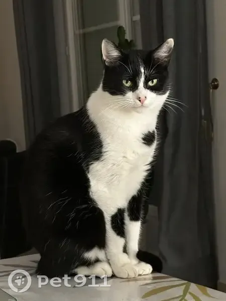 Chat perdu : noir/blanc, Bry-sur-Marne - photo