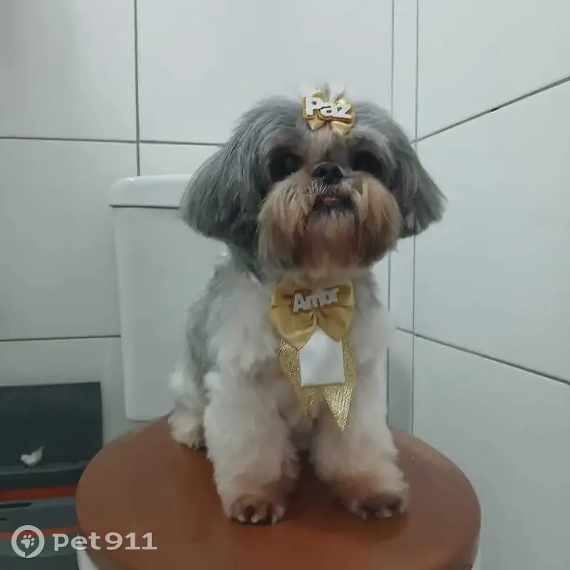 Cachorro perdido - photo