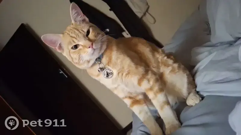 Lost Ginger Cat: Affectionate & Adventurous - photo