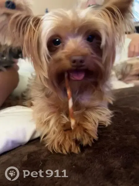 Lost Light Brown Dog, Groff Ave, Indy - photo