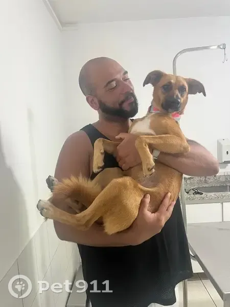 Cachorro encontrado Fêmea (brf002187) - photo