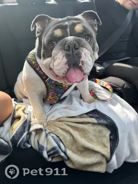 Lost English Bulldog in Timber Ridge - photo