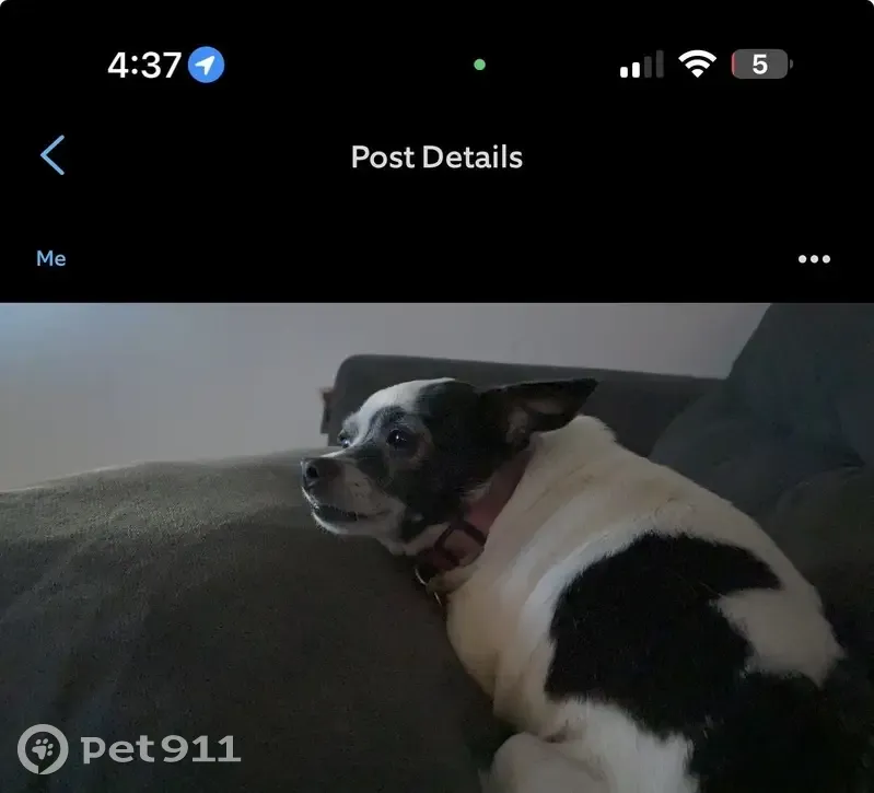 Lost Black & White Dog in Clarksville - photo