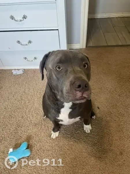 Lost Dog: Help Find King in Newcastle! - photo