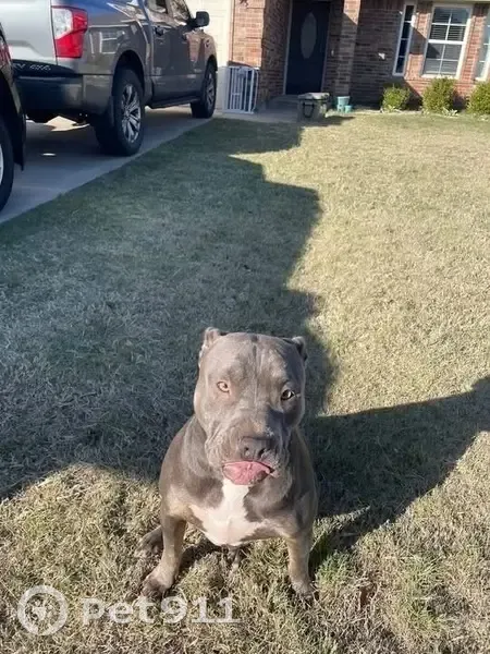 Lost Dog: Grey with White Chest in OK - photo