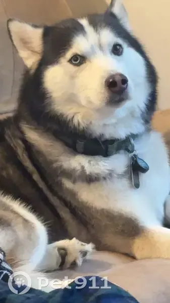 Lost Husky: Seizure Meds Needed, East Stroudsburg - photo
