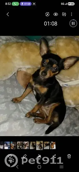 Lost Chihuahua: Black & Tan, S. Zarzamora - photo
