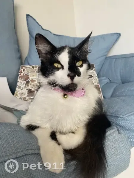 Missing Cat: Black & White, Mocatta St - photo