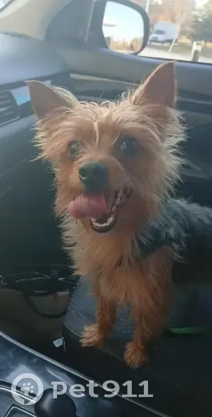 Lost Dog: Peanut - Brown, Black & Gold - photo