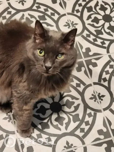 Lost Senior Gray Cat, Cloudy Eye, Griswold - photo