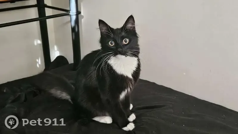 Lost Tuxedo Cat: Pink Paws & Bushy Tail - photo