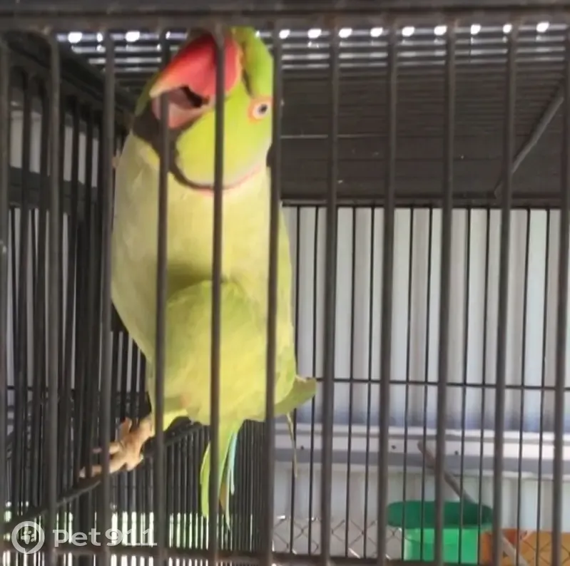 Lost Parakeet: Green with Black Neck Ring - photo