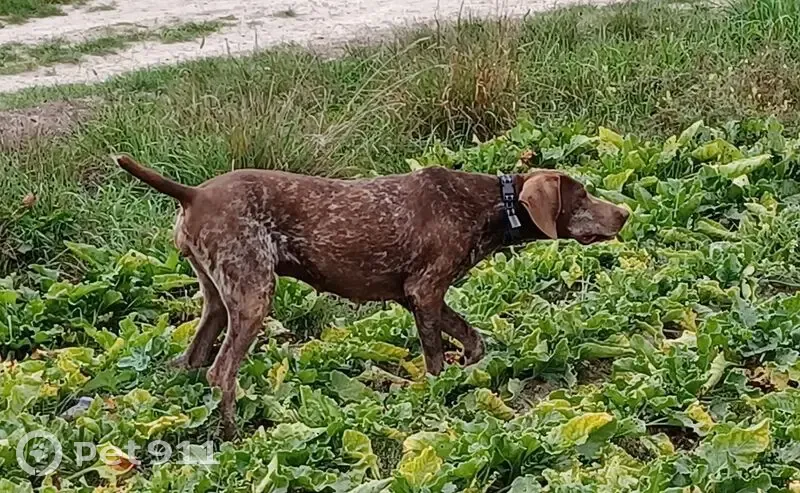 Chien perdu collier rouge à Coupéville - photo