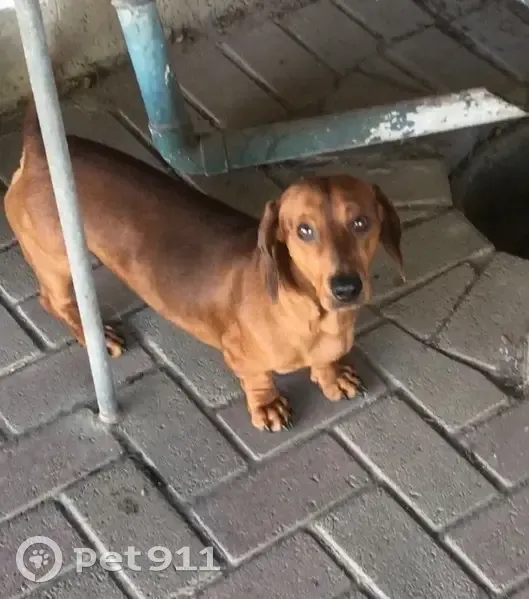 Lost Dachshund: Help Find in Benoni CBD! - photo