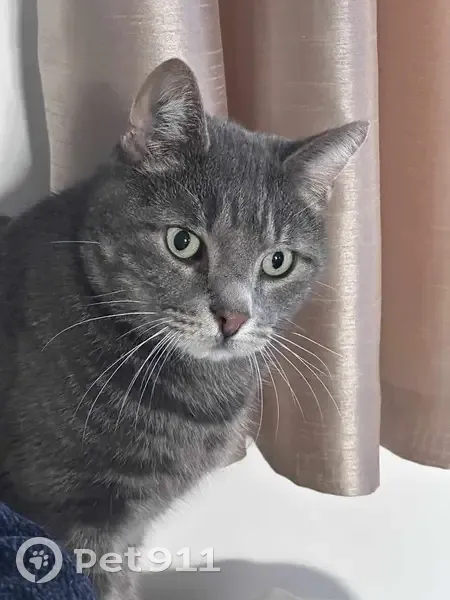 Chat gris tigré perdu à Vauréal - photo