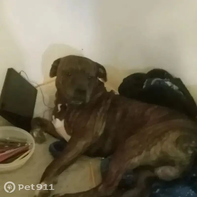 Lost Brindle Dog: Friendly, Loves Food! - photo