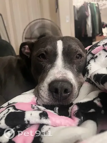 Lost Gray Pitbull on Siskiyou Blvd - photo