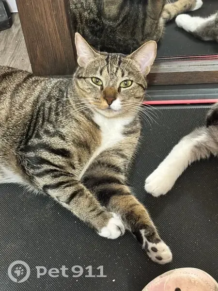 Lost Tabby Cat: Green Eyes, No Collar - photo