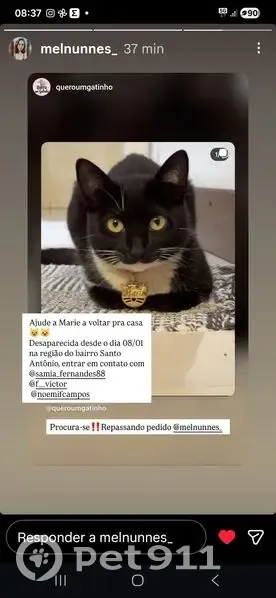 gato desaparecida - photo