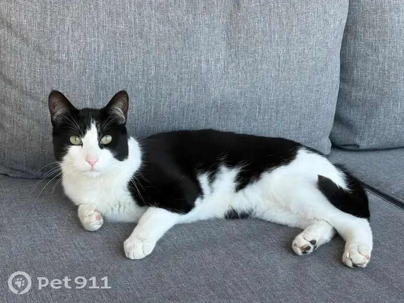 Se Busca: Gato Perdido en Begues, Barcelona - photo