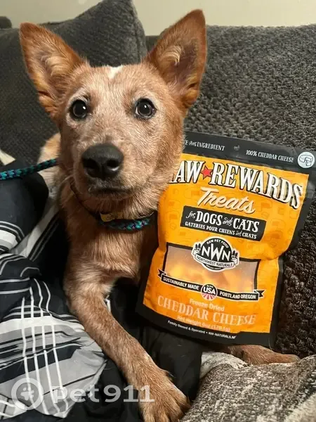 Help Find Mango: Lost Aussie Cattle Dog - photo