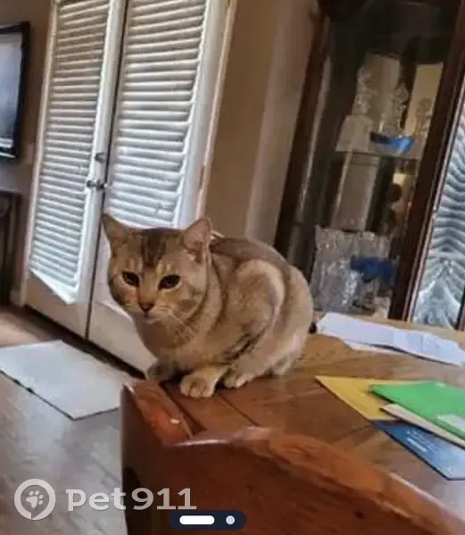 Lost Cat Mo: Friendly, Multi-Colored, 1 Yr - photo