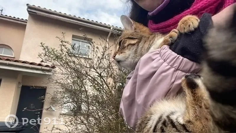 Chaton perdu à Talence, Chemin de Leysotte - photo