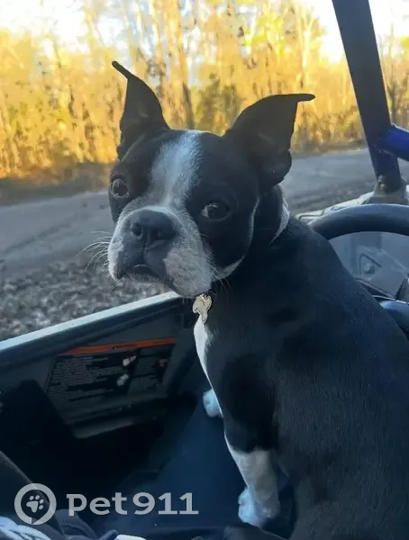Lost Boston Terrier on River Road - photo